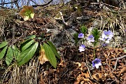 23 Ellebori (Helleborus niger) con erba trinita (Hepatica Nobilis)